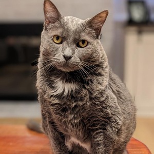 Fundraising Page: Tracey Burleson